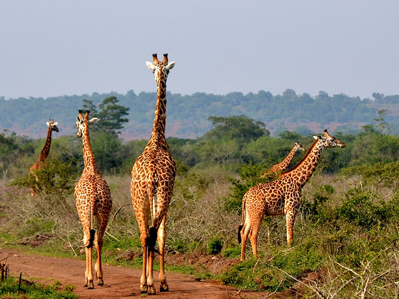 MAGIC OF RWANDA